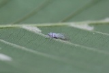 Furia ithacensis image