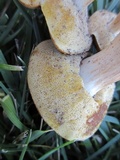 Xanthoconium affine image