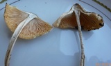 Amanita elongatior image