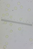 Amanita elongatior image