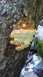 Fomitopsis schrenkii image