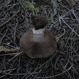 Agaricus albolutescens image