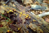 Sphaerosporium lignatile image