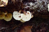 Panellus pusillus image