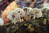 Panellus pusillus image