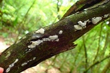 Ceratiomyxa fruticulosa var. fruticulosa image