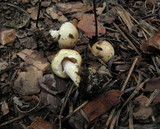 Agaricus semotus image