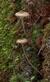Entoloma watsonii image