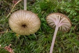 Entoloma watsonii image