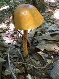Heimioporus betula image