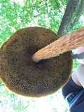 Heimioporus betula image
