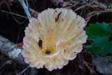 Cymatoderma caperatum image