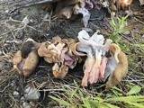 Gyromitra californica image