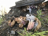 Gyromitra californica image