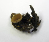 Ciboria rufofusca image