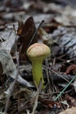 Pulveroboletus ravenelii image