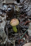 Pulveroboletus ravenelii image