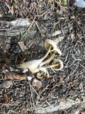 Mycena nivicola image