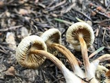 Mycena nivicola image