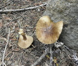 Clitocybe glacialis image