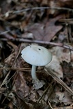 Amanita sect. Vaginatae image