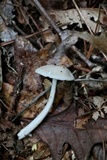 Amanita sect. Vaginatae image