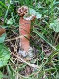 Lysurus periphragmoides image