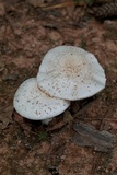 Amanita canescens image
