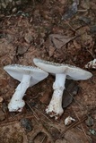 Amanita canescens image