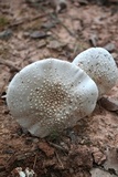 Amanita canescens image