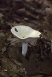 Lactarius piperatus image