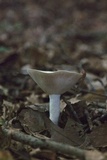 Lactarius piperatus image