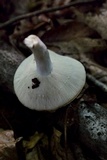 Lactarius piperatus image