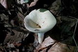 Lactarius piperatus image