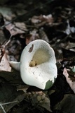 Lactarius piperatus image