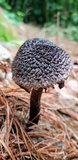 Strobilomyces confusus image