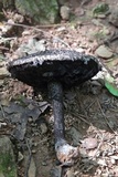 Strobilomyces confusus image