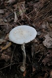Amanita roseitincta image