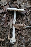 Amanita roseitincta image