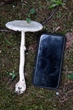 Amanita roseitincta image