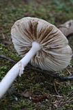 Amanita roseitincta image