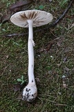 Amanita roseitincta image