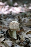 Amanita daucipes image
