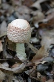 Amanita daucipes image
