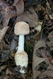 Amanita daucipes image