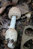 Amanita daucipes image