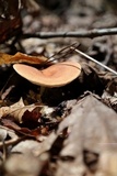 Lactarius volemus image