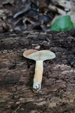 Lactarius volemus image