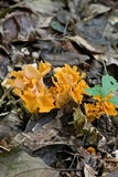 Craterellus odoratus image