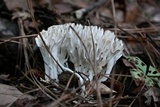 Sebacina schweinitzii image